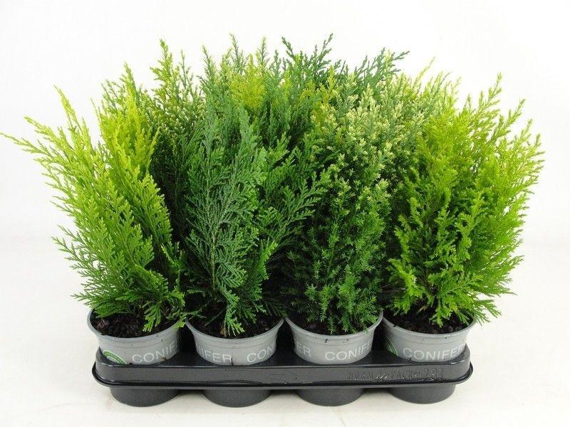 Горшечные цветы и растения оптом Coniferen Mix от 12шт из Голландии с доставкой по России Горшечные цветы и растения оптом Coniferen Mix от 12шт из Голландии с доставкой по России