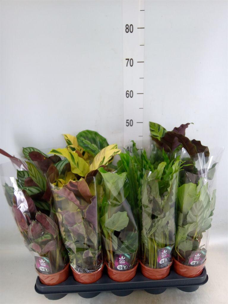 Горшечные цветы и растения оптом Calathea   ...mix 5 от 10шт из Голландии с доставкой по России