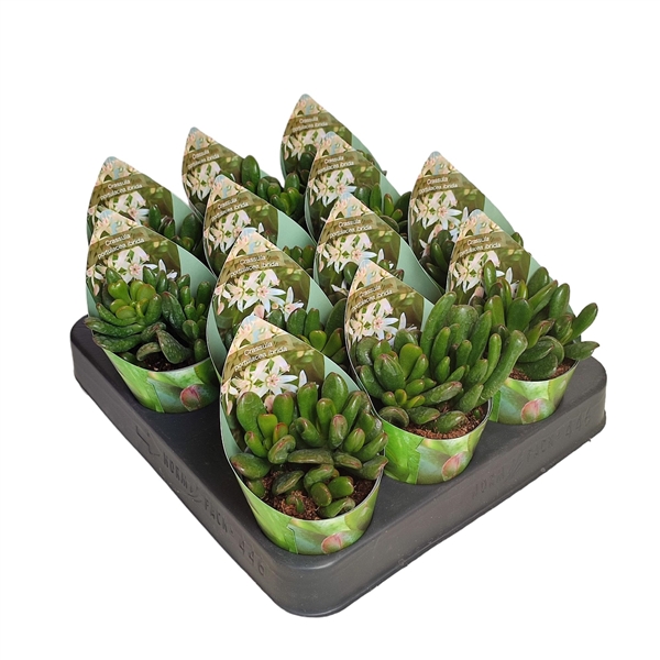 Горшечные цветы и растения оптом Crassula Portulacea Ibrida With Potcover от 12шт (для телеги) из Голландии с доставкой по России