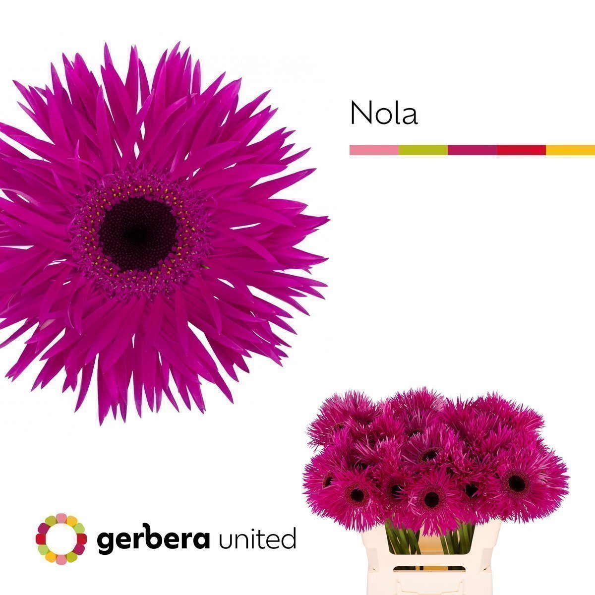 Срезанные цветы оптом Gerbera spider nola от 40шт из Голландии с доставкой по России