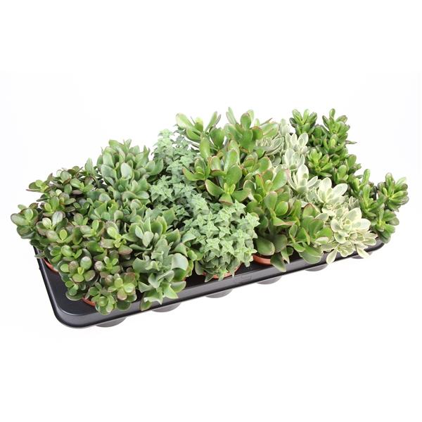 Горшечные цветы и растения оптом Crassula Mix от 18шт (для телеги) из Голландии с доставкой по России