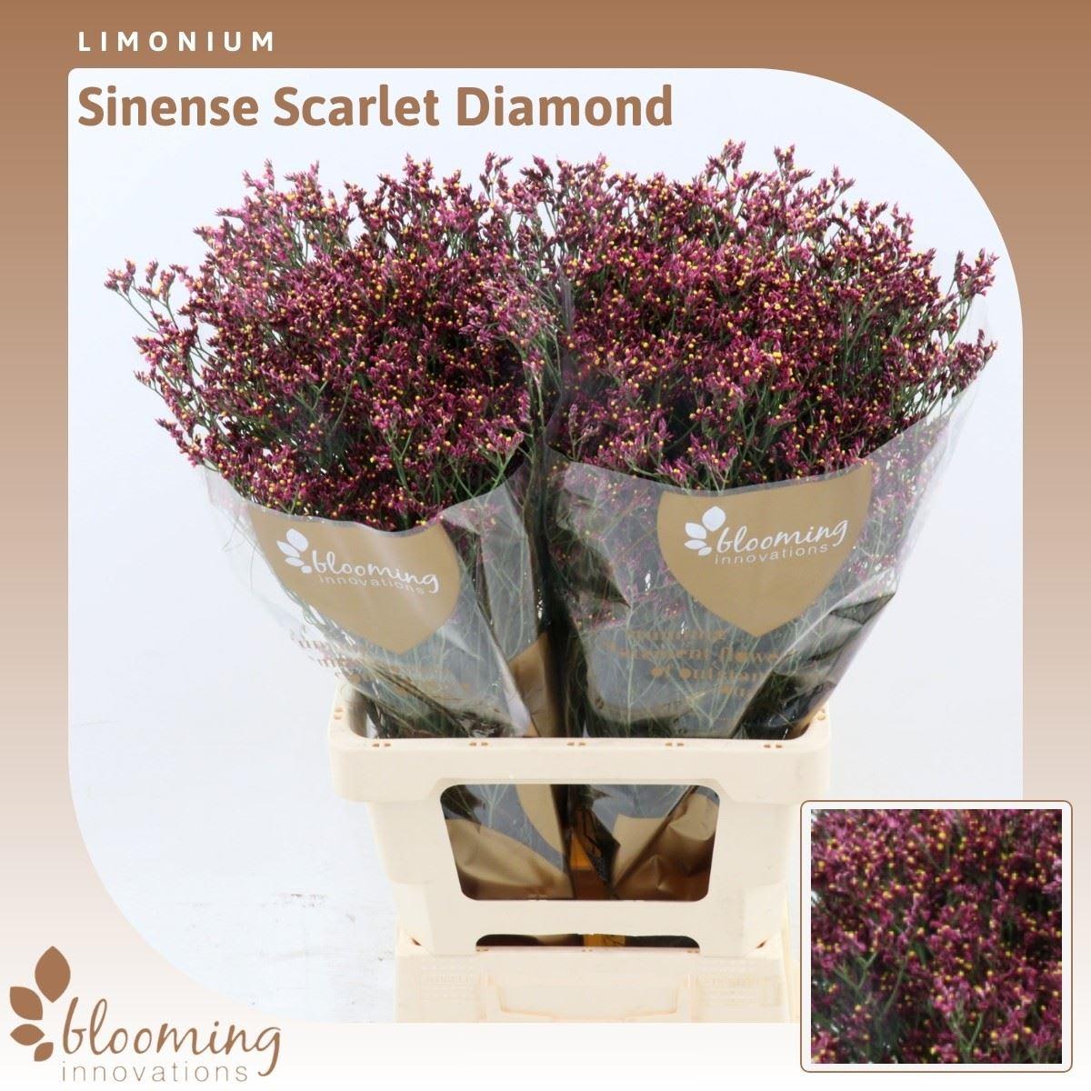 Срезанные цветы оптом Limonium scarlett diamond от 50шт. из Голландии с доставкой по России