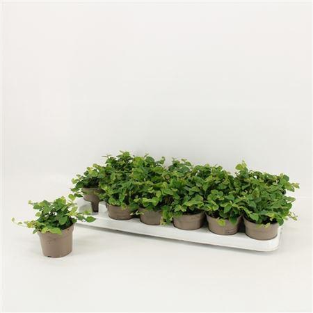 Горшечные цветы и растения оптом Ficus Pumila Green Sunny от 18шт (для телеги) из Голландии с доставкой по России