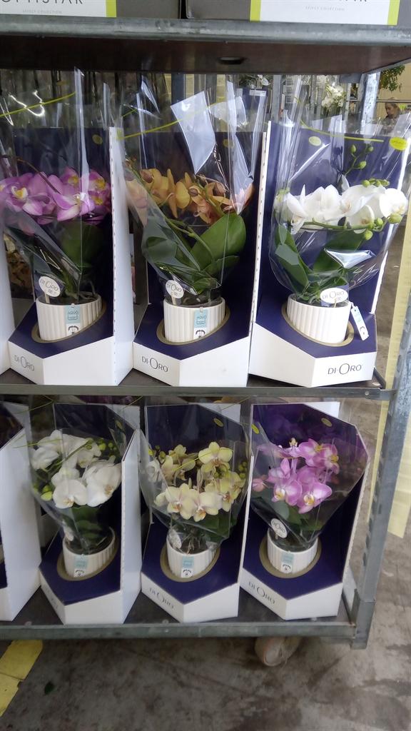 Горшечные цветы и растения оптом Phalaenopsis ...mix от 1шт из Голландии с доставкой по России