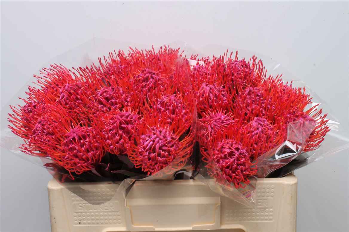 Срезанные цветы оптом Nutans paint cerise от 30шт из Голландии с доставкой по России