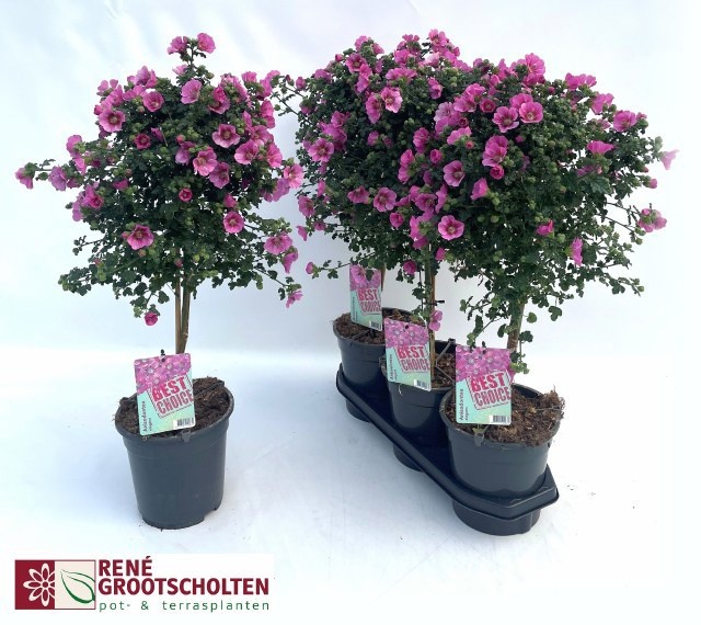 Горшечные цветы и растения оптом Anis Cap El Princess от 3шт из Голландии с доставкой по России