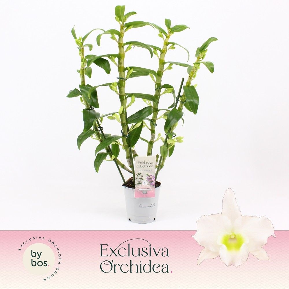 Горшечные цветы и растения оптом Dendr Nob 4st Exclusiva Orchidea от 6шт из Голландии с доставкой по России