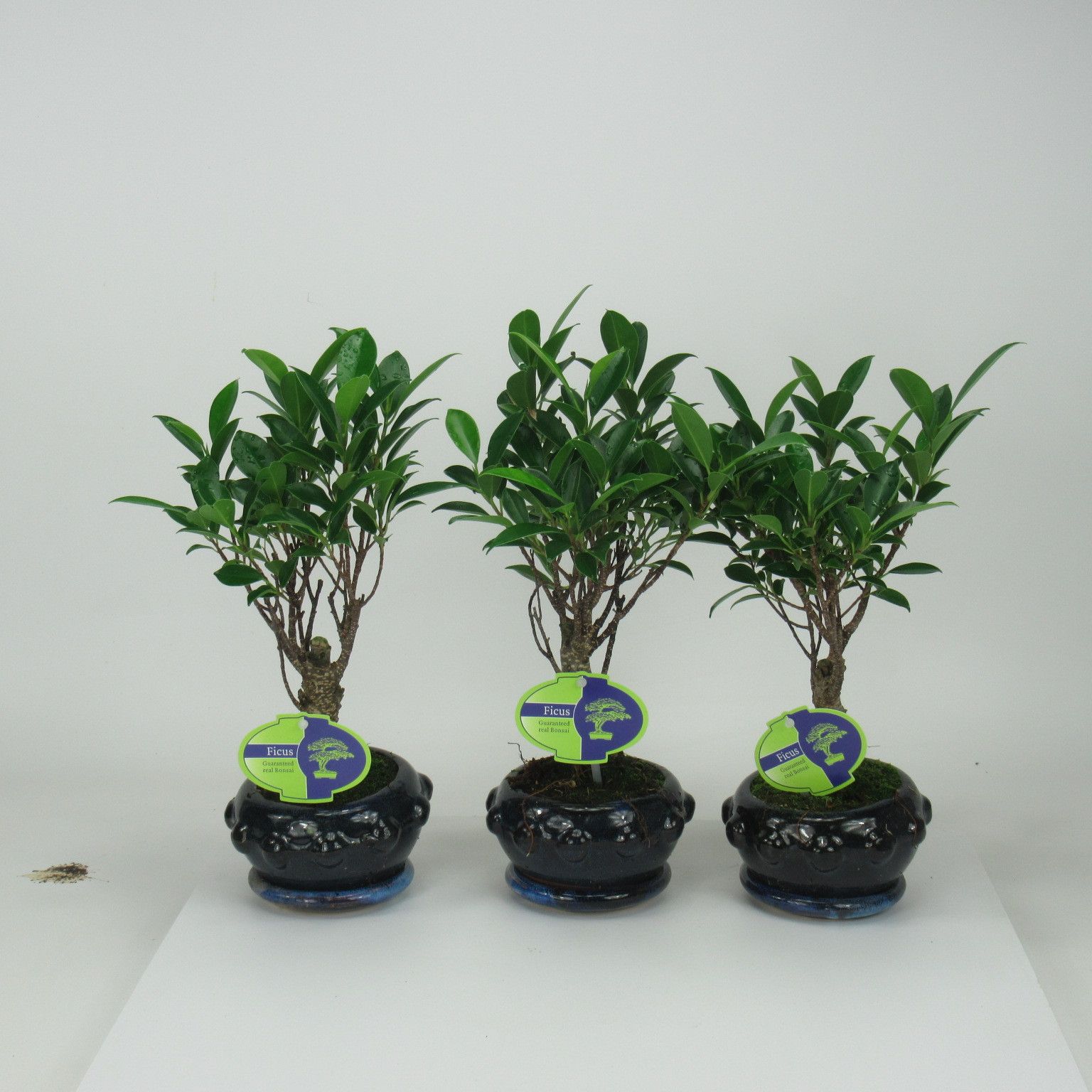 Горшечные цветы и растения оптом Bonsai Ficus Retusa, 13cm., Broom, With Driptray от 10шт из Голландии с доставкой по России