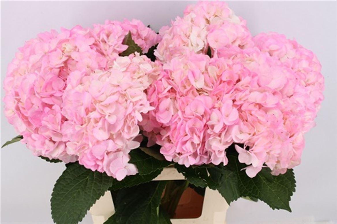 Срезанные цветы оптом Hydrangea paint pink от 10шт из Голландии с доставкой по России