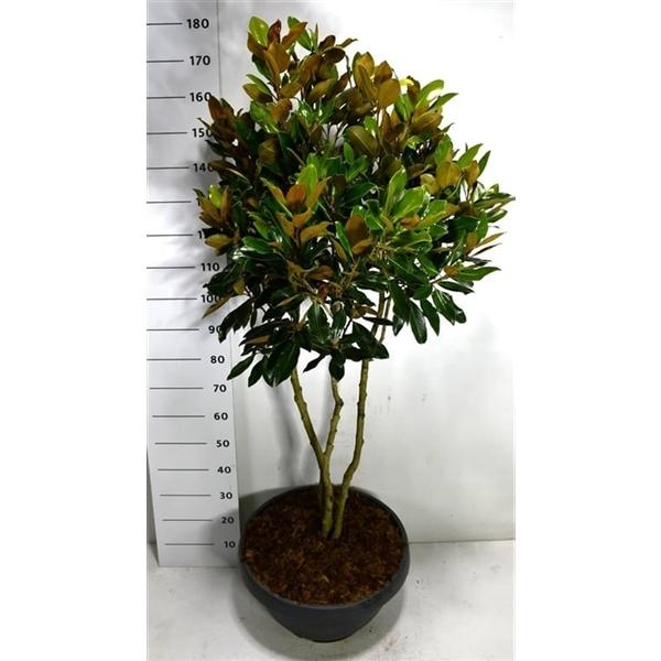 Горшечные цветы и растения оптом Magnolia Grand Little Gem от 1шт из Голландии с доставкой по России