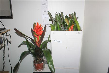 Горшечные цветы и растения оптом Aech Sunilla от 7шт из Голландии с доставкой по России