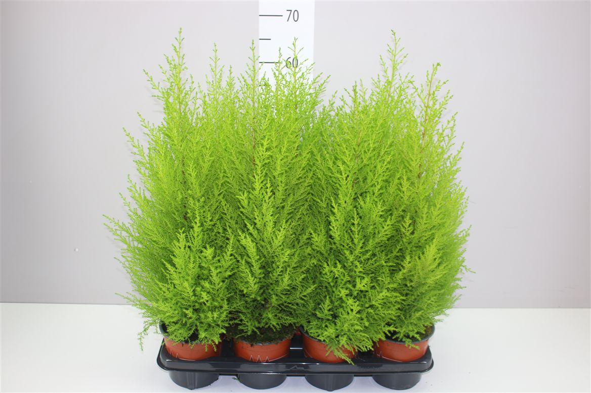 Горшечные цветы и растения оптом Cupressus Wilma от 7шт из Голландии с доставкой по России