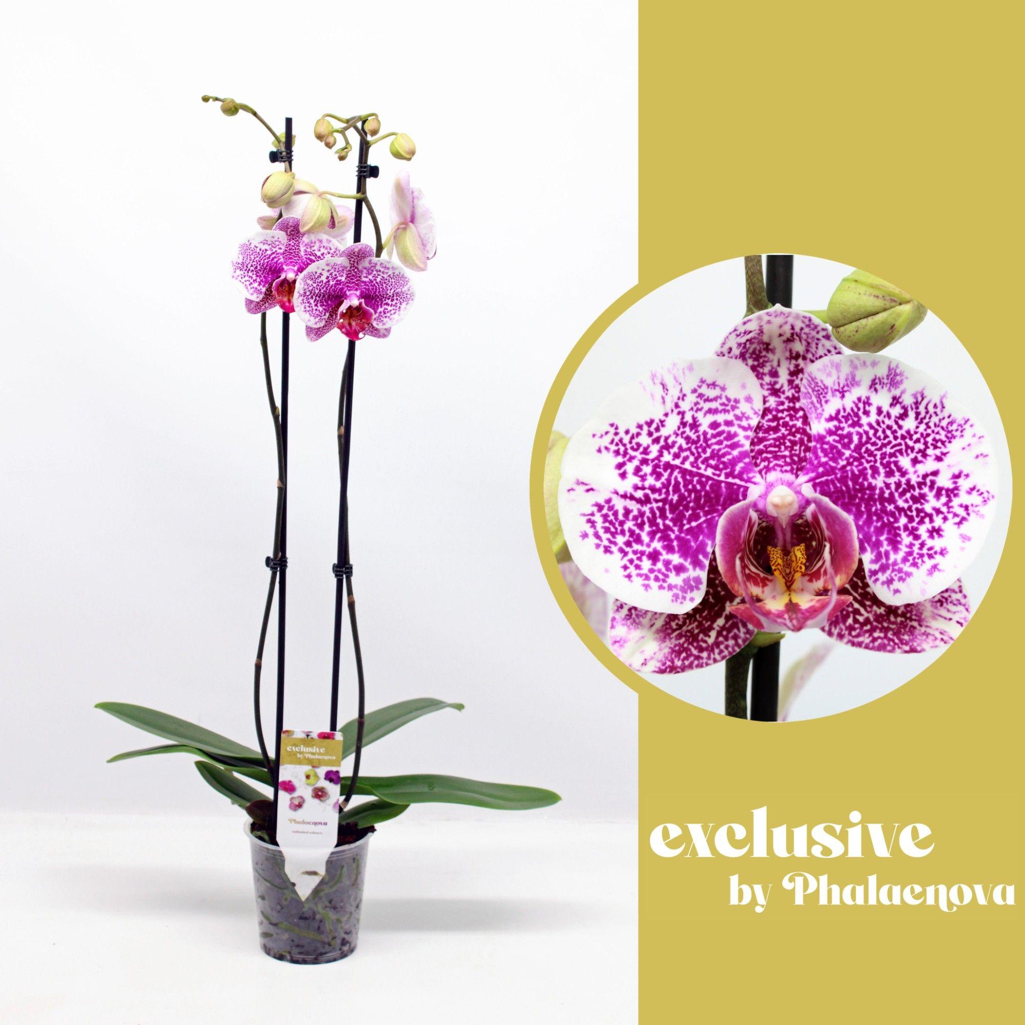 Горшечные цветы и растения оптом Phal 2st Golden Poeker Leopard 14+ (phalaenova) от 10шт из Голландии с доставкой по России