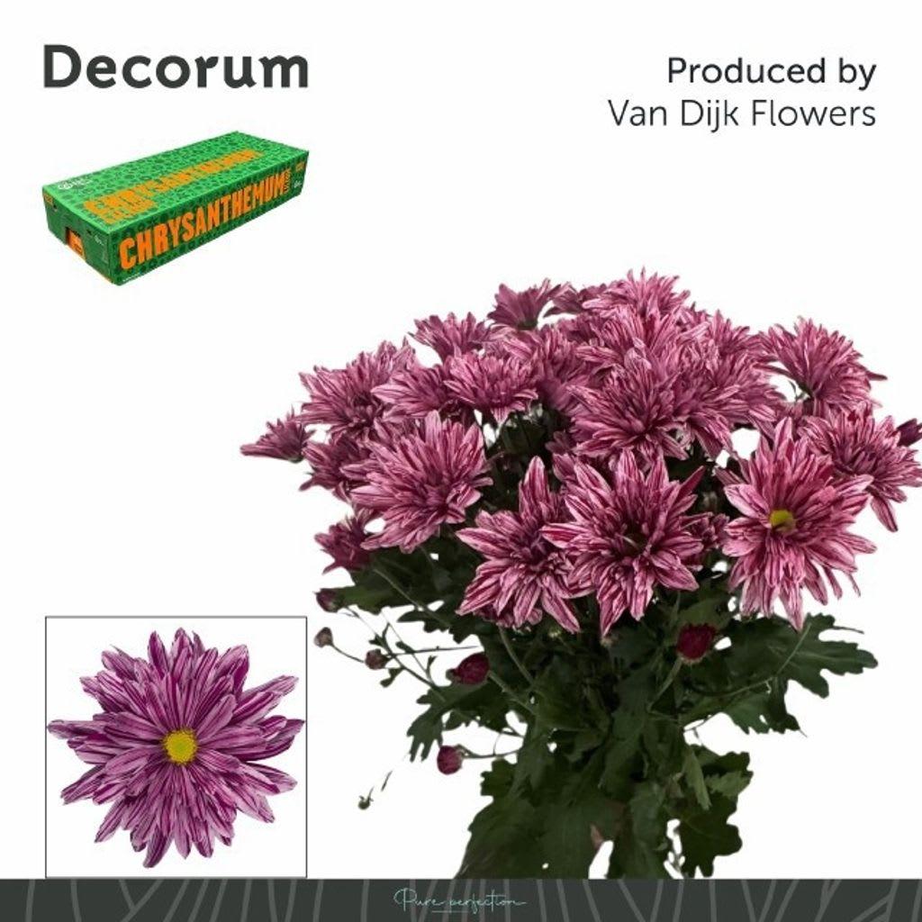 Срезанные цветы оптом Chrys sp stellini от 80шт. из Голландии с доставкой по России