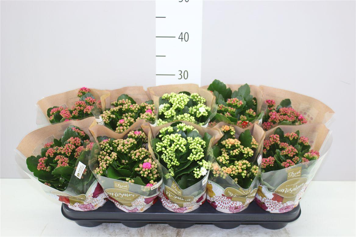 Горшечные цветы и растения оптом Kalanchoe Rosalina Mix от 10шт из Голландии с доставкой по России