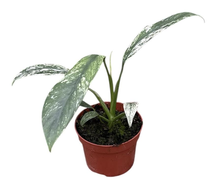 Горшечные цветы и растения оптом Epipremnum Giganteum Marble Variegata от 1шт из Голландии с доставкой по России