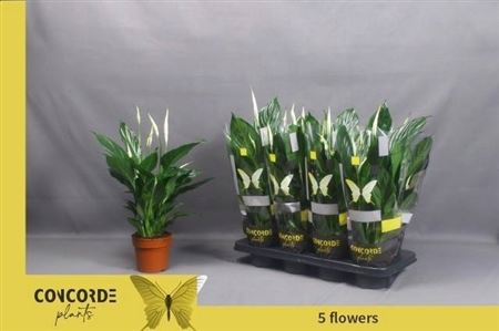 Горшечные цветы и растения оптом Spath Pico Cupido 7+ (concorde) от 8шт из Голландии с доставкой по России