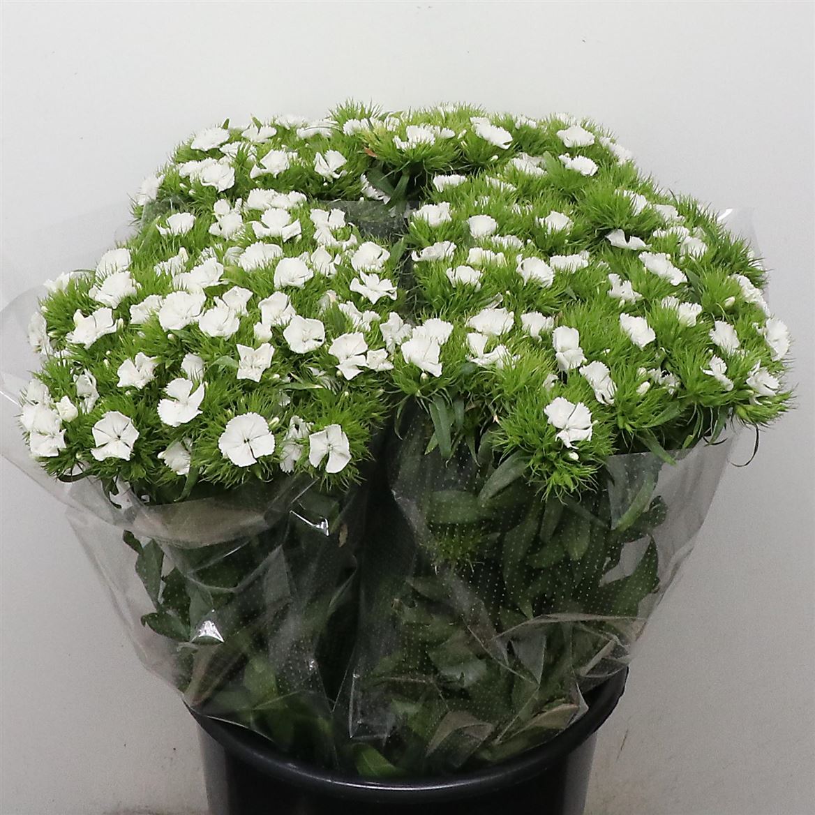 Срезанные цветы оптом Dianthus br duke white от 100шт из Голландии с доставкой по России