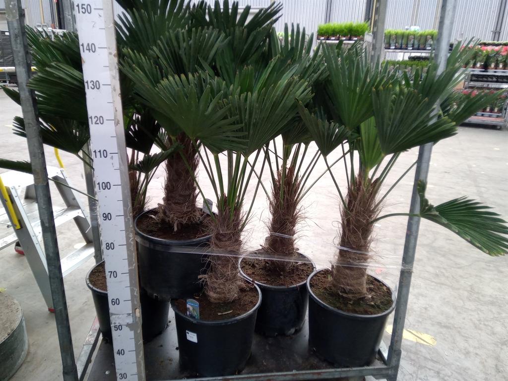 Горшечные цветы и растения оптом Trachycarpus Wagnerianus от 1шт из Голландии с доставкой по России