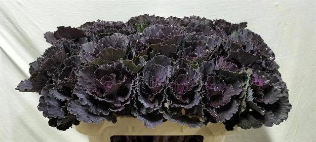 Срезанные цветы оптом Brassica black leaf от 30шт из Голландии с доставкой по России