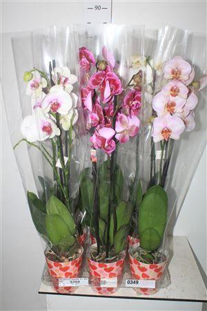 Горшечные цветы и растения оптом Phal Gem 5 Kl 2 Branches 16+ Deco Potcover от 6шт из Голландии с доставкой по России