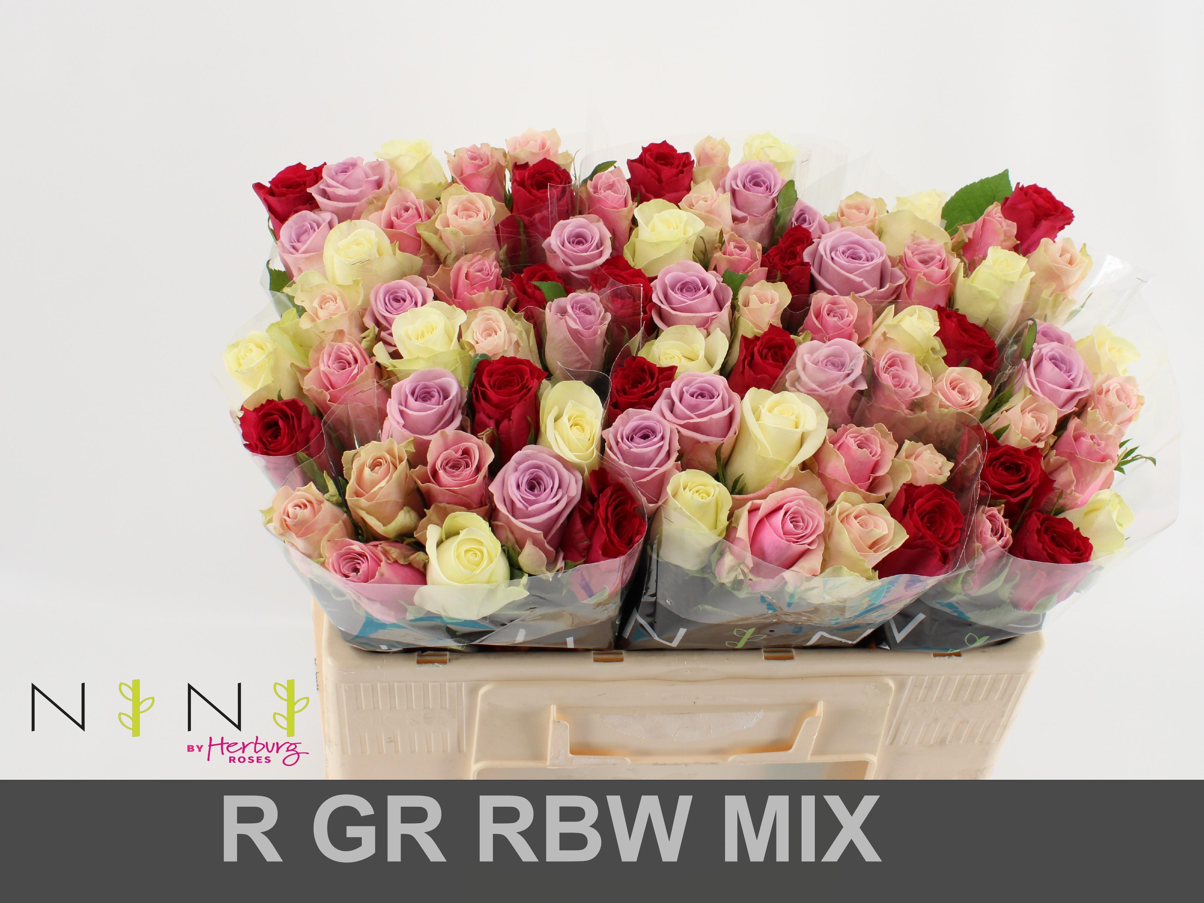 Срезанные цветы оптом Rosa large mix rainbow (mixbunch) от 80шт из Голландии с доставкой по России
