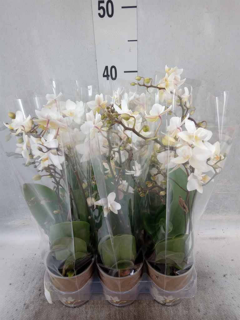 Горшечные цветы и растения оптом Phalaenopsis Multi.   ...white от 6шт из Голландии с доставкой по России