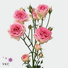 Срезанные цветы оптом Rosa spray mimi eden от 60шт.. из Голландии с доставкой по России