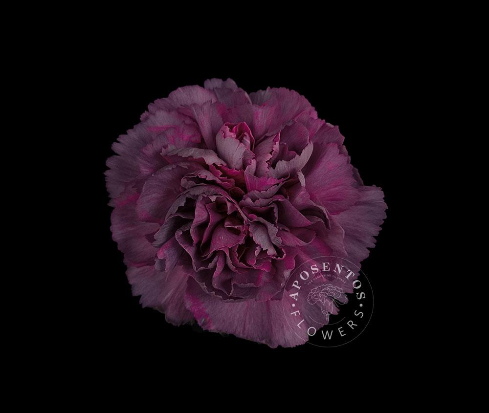 Срезанные цветы оптом Dianthus st enchanted novelty от 80шт из Голландии с доставкой по России