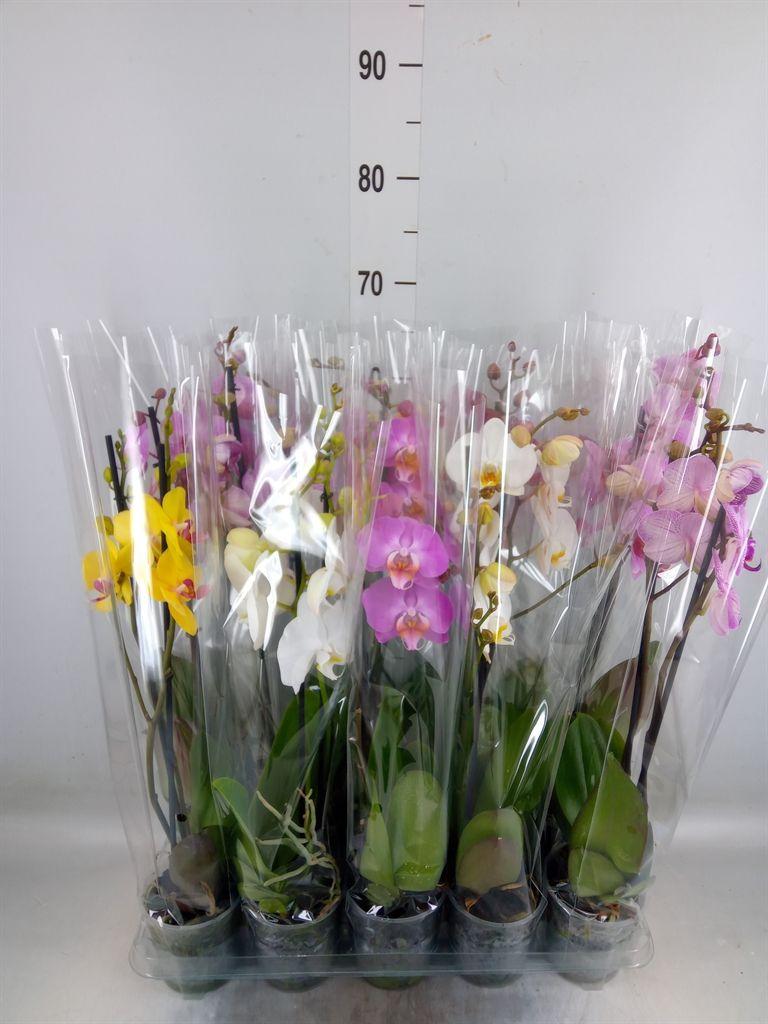 Горшечные цветы и растения оптом Phalaenopsis   ...mix  5 от 10шт из Голландии с доставкой по России