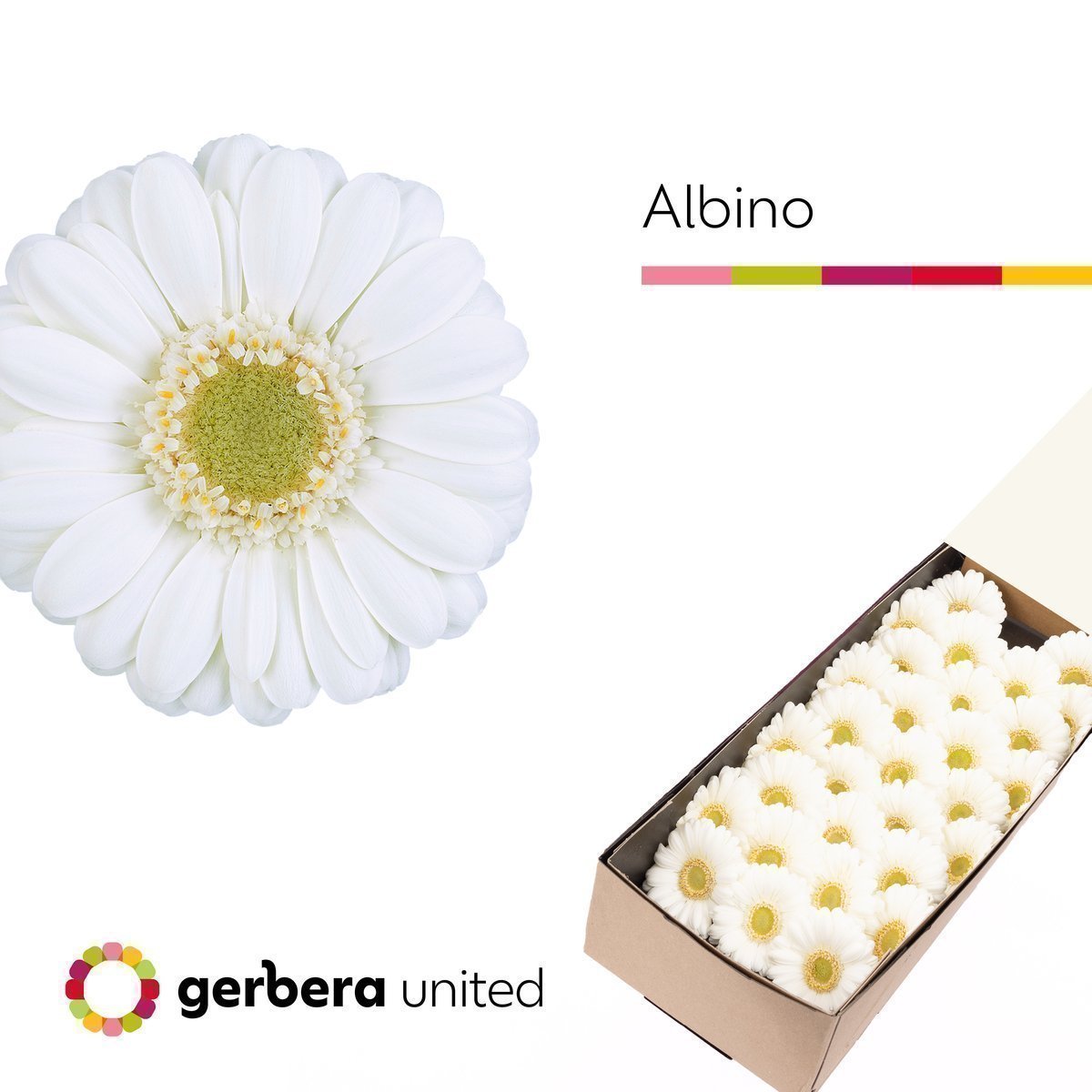 Срезанные цветы оптом Germini albino от 60шт. из Голландии с доставкой по России