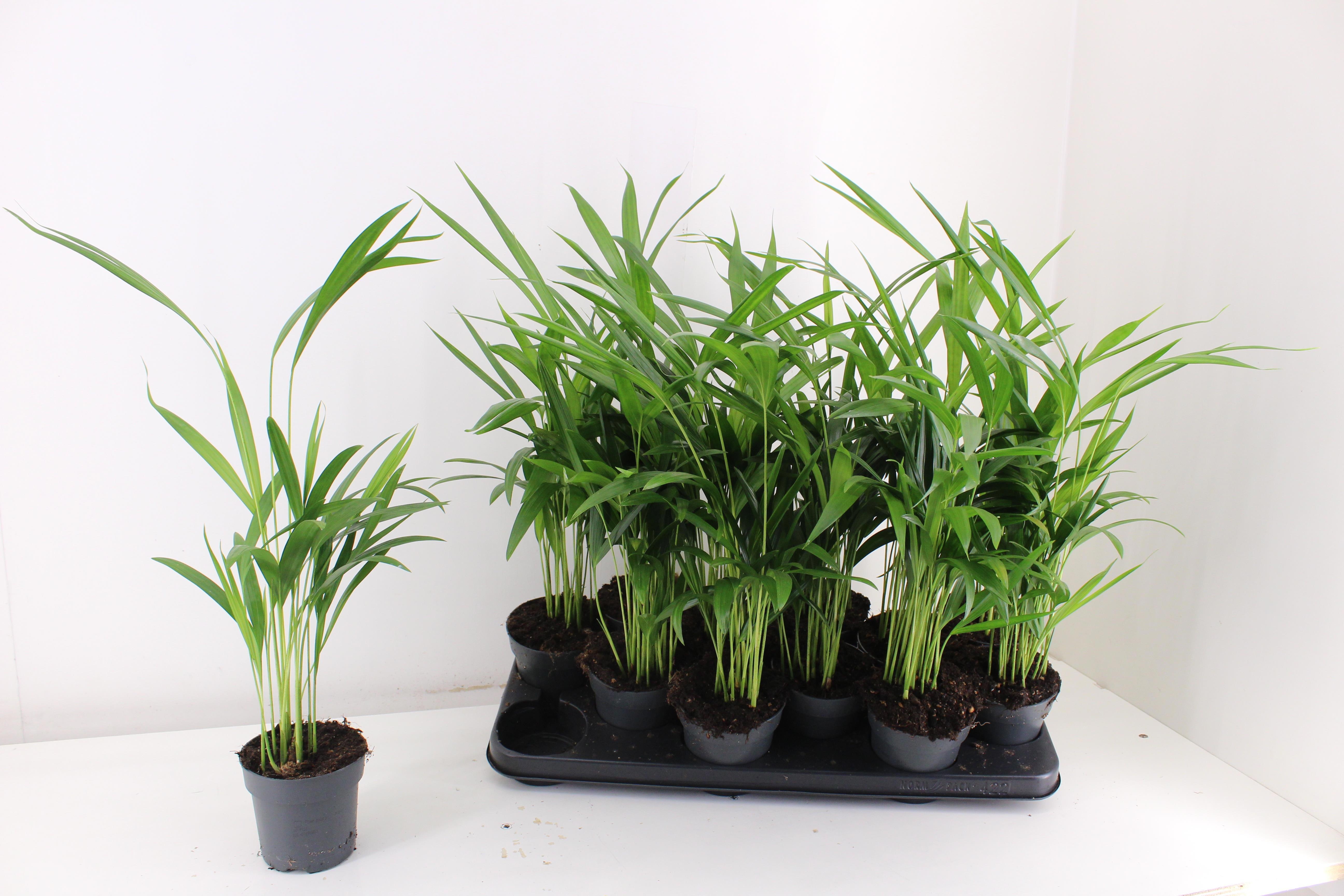 Горшечные цветы и растения оптом Dypsis Lutescens от 12шт из Голландии с доставкой по России