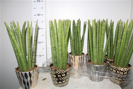 Горшечные цветы и растения оптом Sansev Cylindrica Ov Decopot от 8шт из Голландии с доставкой по России