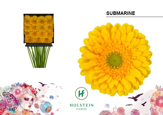 Срезанные цветы оптом Gerbera diamond submarine от 15шт из Голландии с доставкой по России