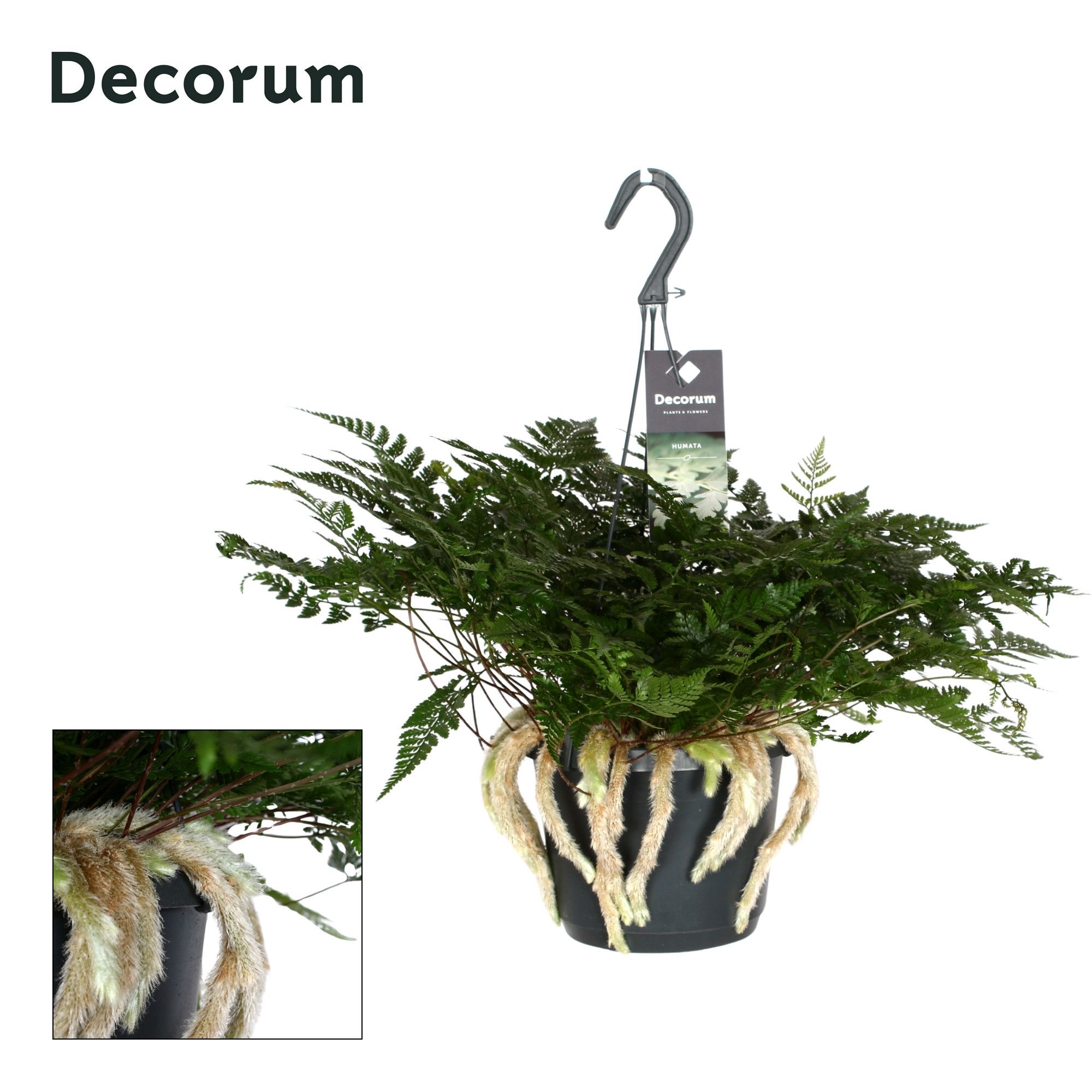 Горшечные цветы и растения оптом Humata Tyermannii Hangpot (decorum) от 6шт из Голландии с доставкой по России