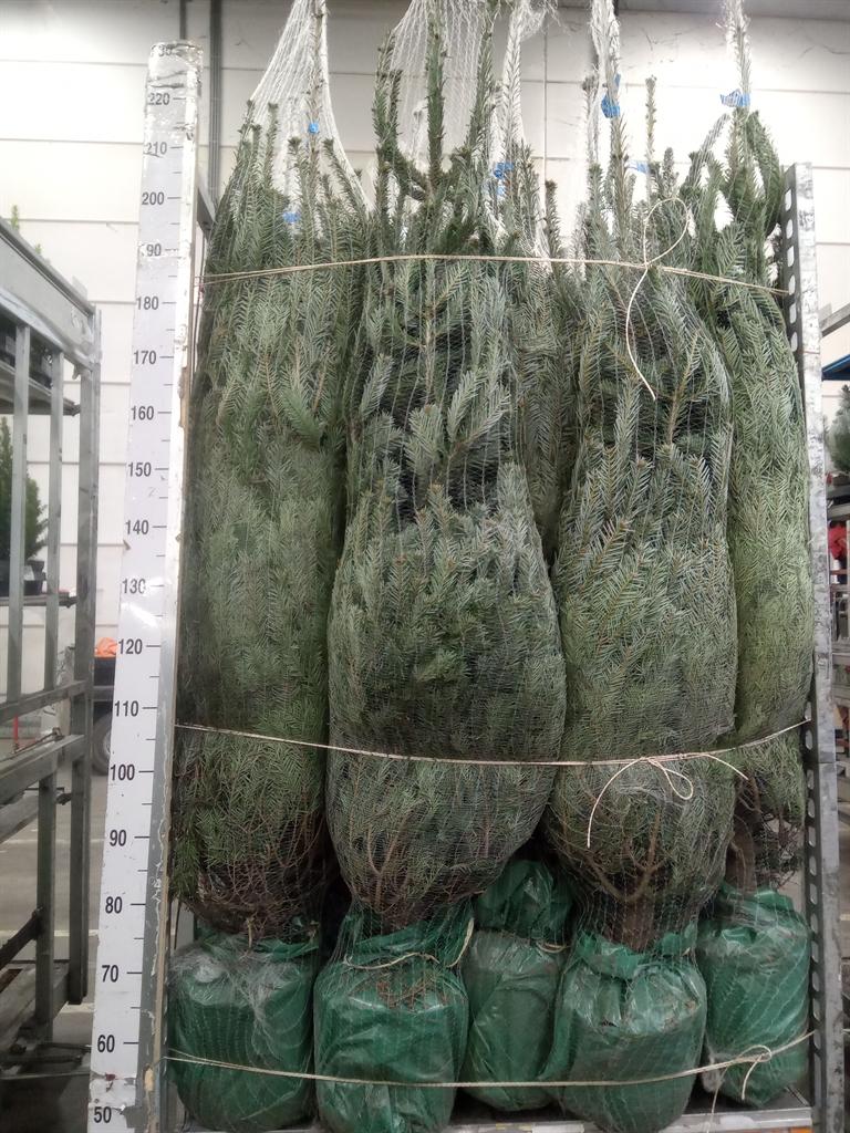 Горшечные цветы и растения оптом Abies Nordman. от 1шт из Голландии с доставкой по России