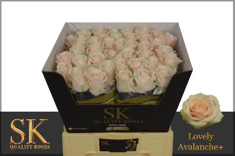 Срезанные цветы оптом Rosa large lovely avalanche+ от 40шт из Голландии с доставкой по России