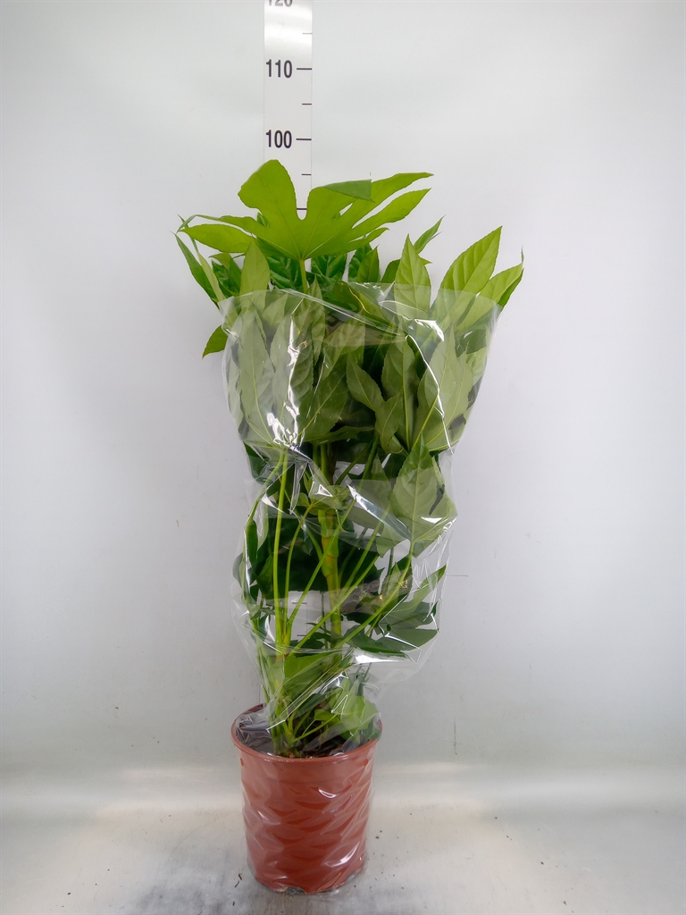 Горшечные цветы и растения оптом Fatsia Japonica   ... от 1шт из Голландии с доставкой по России