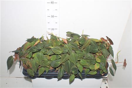 Горшечные цветы и растения оптом Phil Scandens Micans от 10шт из Голландии с доставкой по России