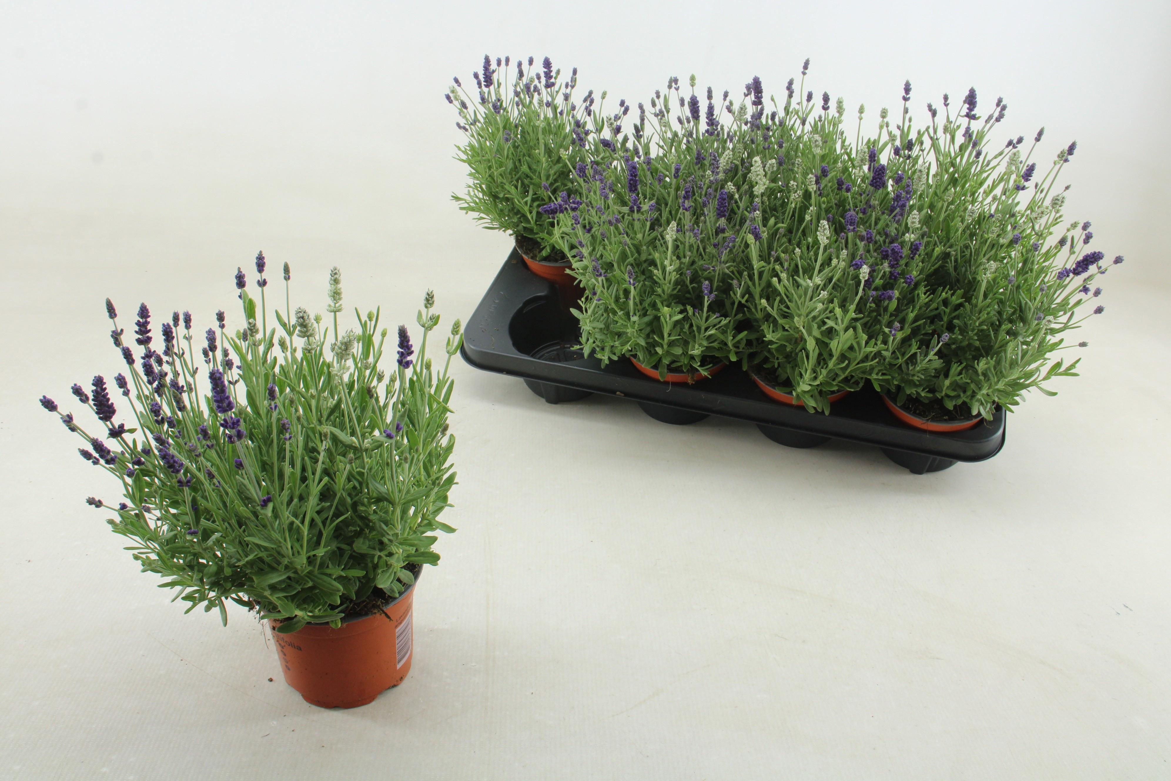 Горшечные цветы и растения оптом Lavan Angustifolia от 8шт из Голландии с доставкой по России
