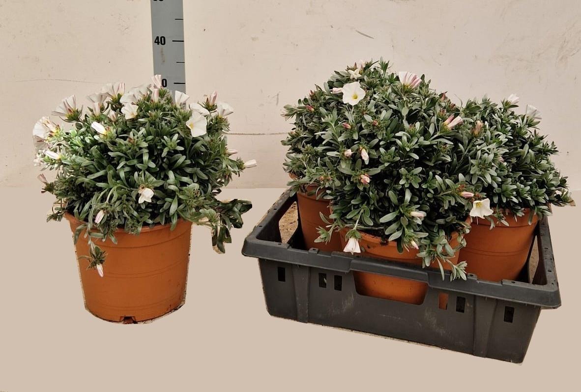 Горшечные цветы и растения оптом Convo Cneorum от 3шт из Голландии с доставкой по России