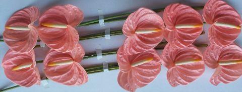 Срезанные цветы оптом Anthurium farao от 10шт из Голландии с доставкой по России