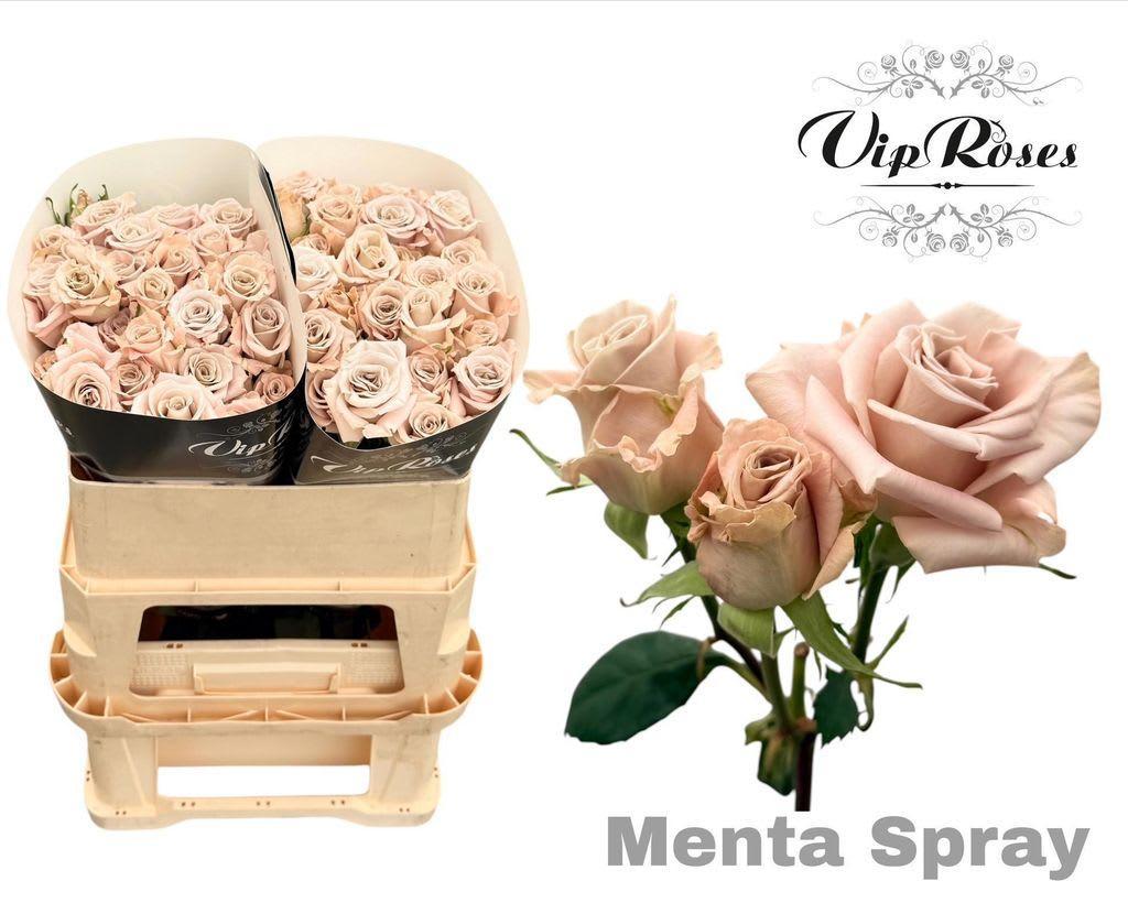 Срезанные цветы оптом Rosa spray menta от 20шт. из Голландии с доставкой по России
