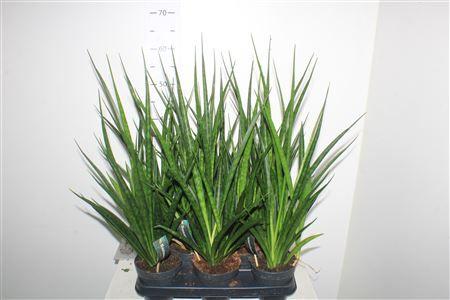 Горшечные цветы и растения оптом Sansev Kirki Friends от 8шт из Голландии с доставкой по России