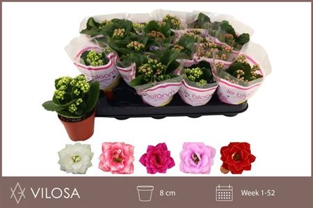 Горшечные цветы и растения оптом Kal Cal Mix от 16шт (для телеги) из Голландии с доставкой по России Горшечные цветы и растения оптом Kal Cal Mix от 16шт (для телеги) из Голландии с доставкой по России