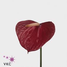 Срезанные цветы оптом Anthurium love red от 40шт из Голландии с доставкой по России