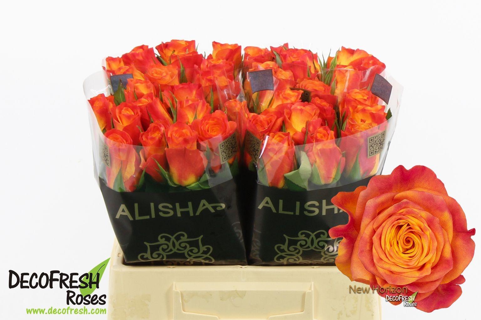 Срезанные цветы оптом Rosa large new horizon от 40шт из Голландии с доставкой по России