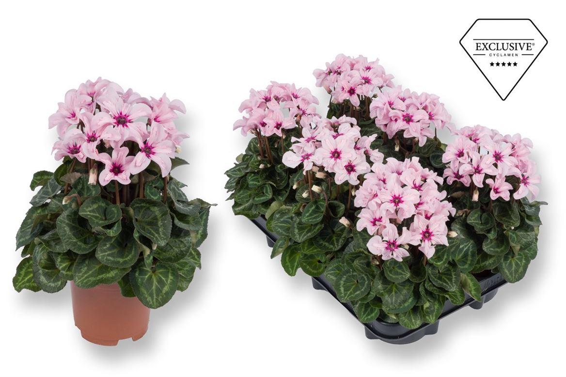 Горшечные цветы и растения оптом Cyclamen Illusia (exclusive) от 6шт (для телеги) из Голландии с доставкой по России
