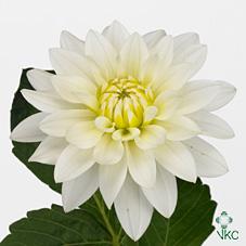 Срезанные цветы оптом Dahlia maarten zwaan от 25шт из Голландии с доставкой по России