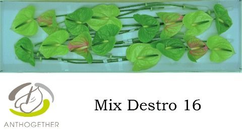 Срезанные цветы оптом Anthurium mix in box от 16шт из Голландии с доставкой по России